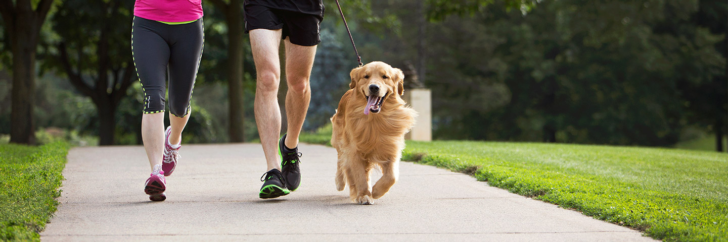 DogWatch of the Blue Ridge Mountains, Old Fort, North Carolina | Dog Training Products Footer Image Image