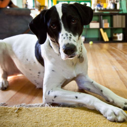 DogWatch of the Blue Ridge Mountains, Old Fort, North Carolina | Indoor Pet Boundaries Contact Us Image