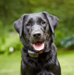 DogWatch of the Blue Ridge Mountains, Old Fort, North Carolina | ProFence Contact Us Image