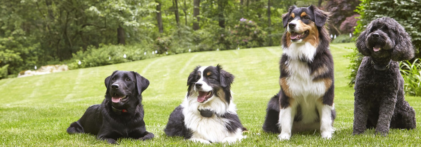 DogWatch of the Blue Ridge Mountains, Old Fort, North Carolina | Support Footer Image Image