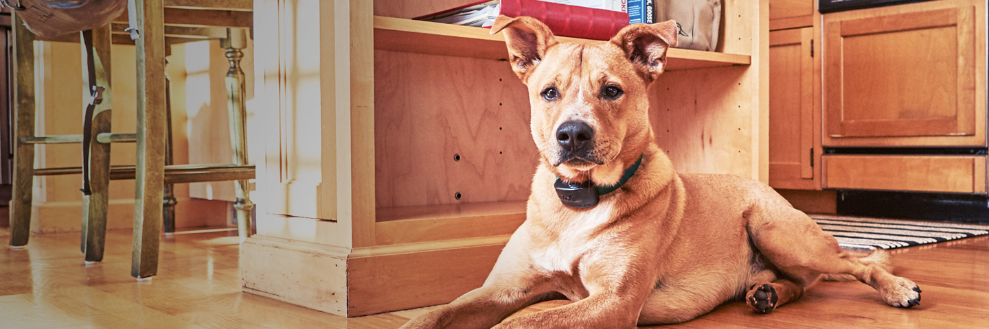 DogWatch of the Blue Ridge Mountains, Old Fort, North Carolina | Indoor Pet Fences Slider Image