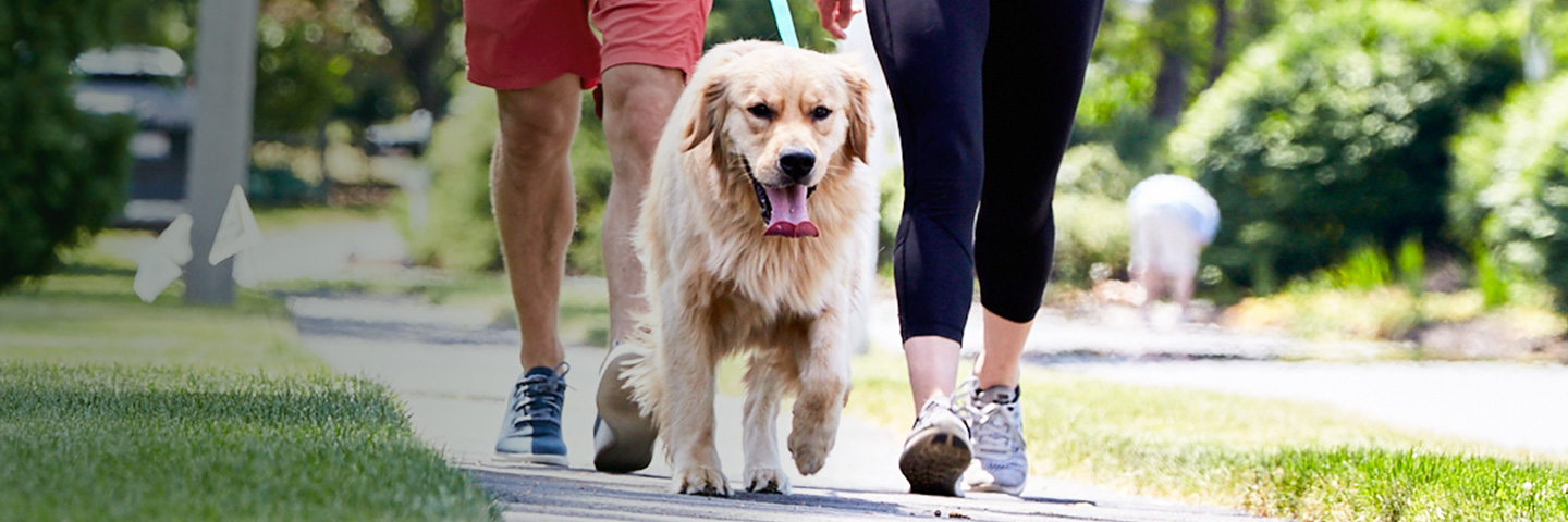 DogWatch of the Blue Ridge Mountains, Old Fort, North Carolina | SideWalker Leash Trainer Slider Image